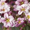 Saxifraga Highlander Rose Shades  Pellets_disc