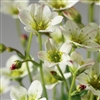 Saxifraga Highlander White_disc