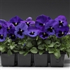 Pansy Flair Imp.Blue Blotch S1