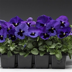 Pansy Flair Imp.Blue Blotch S1