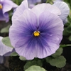 Pansy Flair Imp.Light Blue S1