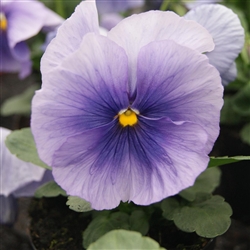Pansy Flair Imp.Light Blue S1