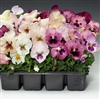 Pansy Flair Imp.Pink Shades S1