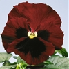 Pansy Flair Imp.Red Blotch S1