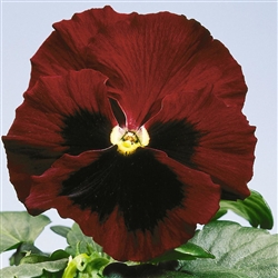 Pansy Flair Imp.Red Blotch S1