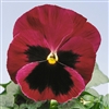 Pansy Flair Imp.Rose Blotch S1