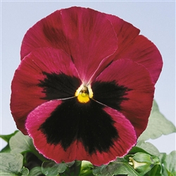 Pansy Flair Imp.Rose Blotch S1