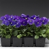 Pansy Flair Imp.True Blue S1