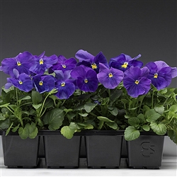 Pansy Flair Imp.True Blue S1
