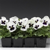 Pansy Flair Imp.White BlotchS1