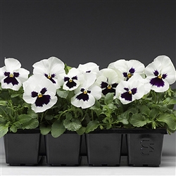 Pansy Flair Imp.White BlotchS1