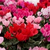 Cyclamen Magnum Mix