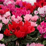 Cyclamen Magnum Mix