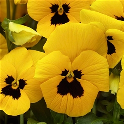 Pansy Flair ImpYellow BlotchS1