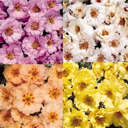 Portulaca Sundial Mex'n Doll MPellets