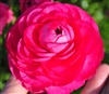 Ranunculus Highline Bon Bon