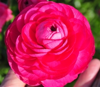 Ranunculus Highline Bon Bon