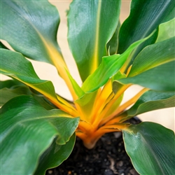 Chlorophytum Green Orange