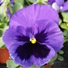 Pansy XtradaPlus Ocean