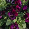 Pansy XtradaPlus Neon Violet