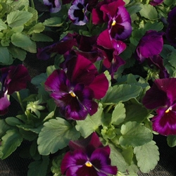 Pansy XtradaPlus Neon Violet
