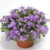 Aubrieta Audrey Light Blue