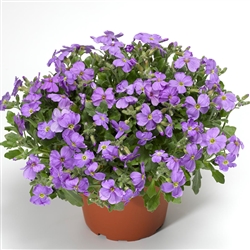 Aubrieta Audrey Light Blue