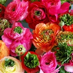 Ranunculus Reinette Mix