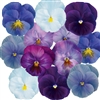 Pansy Cool Winter Mix