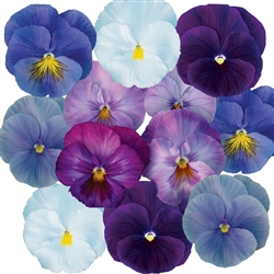 Pansy Cool Winter Mix