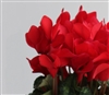 Cyclamen Magnum Red