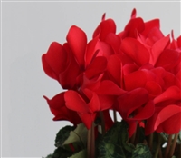 Cyclamen Magnum Red