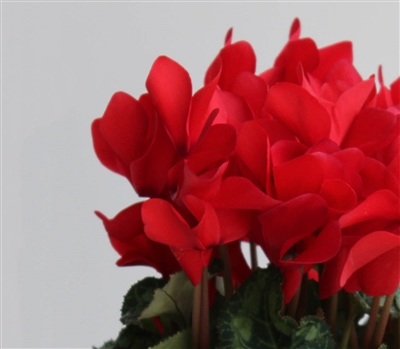 Cyclamen Magnum Red