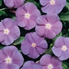 Vinca Heatwave Blue/Eye