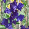 Sweet Pea Mammoth Navy Blue