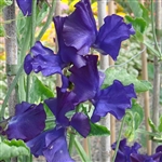 Sweet Pea Mammoth Navy Blue