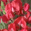 Sweet Pea Elegance Scarlet