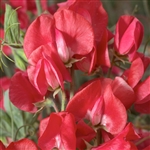 Sweet Pea Elegance Scarlet