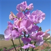 Sweet Pea Elegance Lavender