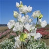 Sweet Pea Elegance White