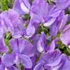 Sweet Pea Elegance Mid Blue