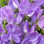 Sweet Pea Elegance Mid Blue