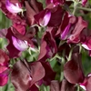 Sweet Pea Elegance Burgundy