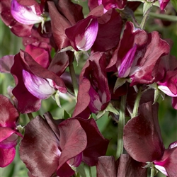 Sweet Pea Elegance Burgundy