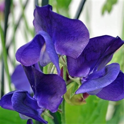 Sweet Pea Mammoth Mid Blue