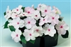 Impatiens Balance Bright Eye