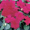 Impatiens Balance Burgundy