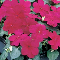 Impatiens Balance Burgundy