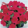 Impatiens Balance Cardinal