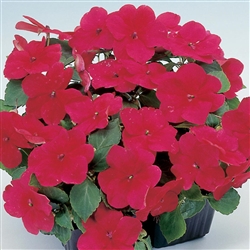 Impatiens Balance Cardinal